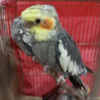 چهار عدد عروس هلندی سخنگو نرو ماده قیمت توافقی