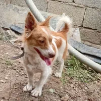 سگ پاکوتاه ماده