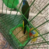 طوطی نئوفما شاهکار زیبایی|پرنده|تهران, شهرک هما|دیوار