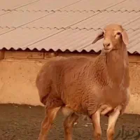 گوسفند نرینه ارسال پیروزی تهرانپارس نارمک رسالت