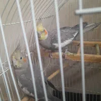 جفت عروس هلندی با قفس