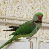 شاه طوطی سخنگو ورام دستی