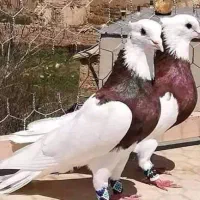 نر طوق سرخ خال سیاه مست عکس نمایشیه