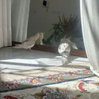 عروس هلندی سخنگو