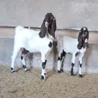 بز نژاد دار پاکستانی اصیل بزغاله درشت وآوستن