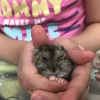 همستر|موش و خرگوش|ایلام, |دیوار