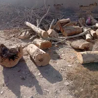 برش درخت خرید چوب قطع درخت|خدمات باغبانی و درختکاری|تهران, صادقیه|دیوار