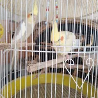پرنده عروس هلندی