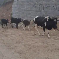 فروش چند راس گاو و گوساله