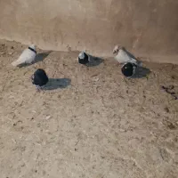 ۵عدد کبوتر|پرنده|شیروان (خراسان), |دیوار