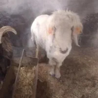 فروش بره قوچ مرغوب بختیاری و عربی|حیوانات مزرعه|مهریز, |دیوار