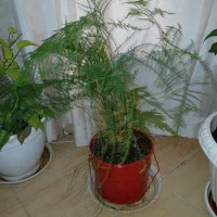 گل وگلدان|گل و گیاه طبیعی|کرج, شاهین‌ویلا|دیوار