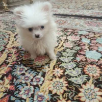 سگ پامرین خرسی