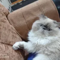 فروش گربه هیمالین پرشین|گربه|اهواز, کیانپارس |دیوار