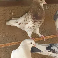 کبوتر