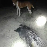 سگ ماده|سگ|مانه, |دیوار