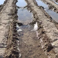 دسته کارگر گوشه بندی|خدمات باغبانی و درختکاری|دزفول, |دیوار