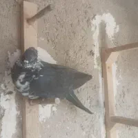 کفتر|پرنده|شیراز, گویم|دیوار