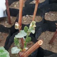 پک پنج عددی نهال گلدانی انگور  فقط ۶۵۰