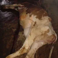 فروش وخرید گاوگوسفندسرزده وافتاده حذفی
