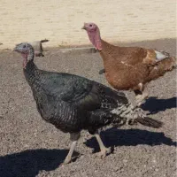 بوقلمون نروماده بالغ