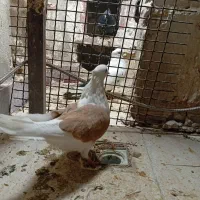 پرنده|پرنده|خرمآباد, |دیوار