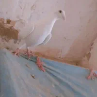 نروماده کرمونی کاکلی|پرنده|زاوه, |دیوار