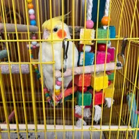 عروس هلندی گمشده (مژدگانی خوب برای یابنده)