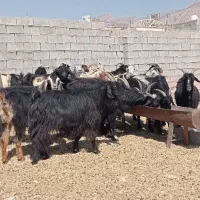 بز ابستن داشتی|حیوانات مزرعه|بهبهان, |دیوار
