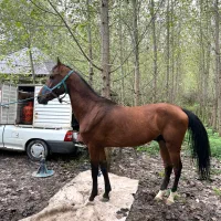 اسب نریان کورسی پرشی