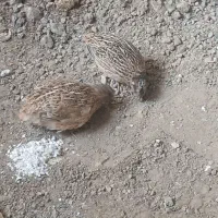 بلدرچین نر