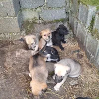 واگذاری  سگ