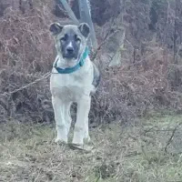 توله سگ سرابی اصیل|سگ|نوشهر, |دیوار