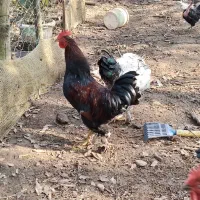 خروس|حیوانات مزرعه|رشت, فرزانه|دیوار