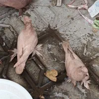 کبوتر راعبی اصل|پرنده|مشهد, ایثار|دیوار