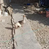 معاوضه غاز وکبوتر با...|حیوانات مزرعه|کرمان, |دیوار