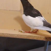 کفتر ماده رنگی. یهودی .کرمانی شهخی