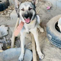 سگ از میدان 22بهمن مفقود شده