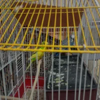 فروش مرغ عشق جفت خورده