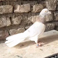 پتی واله پاکستانی خون پاک (جفت)|پرنده|اصفهان, دنارت|دیوار