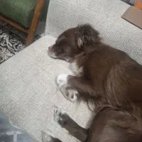 سگ ارام و مهربان