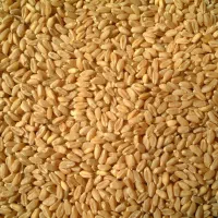 گندم بذر آبی