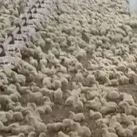 کارگر مرغ گوشتی