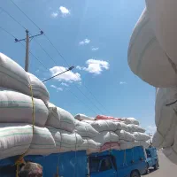 کاه گندم دیم