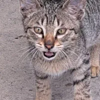 واگذاری رایگان بچه گربه