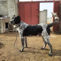 سگ اصیل قدرجونی جوان