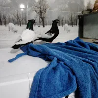 کبوتر دوتا ماده سینه ای