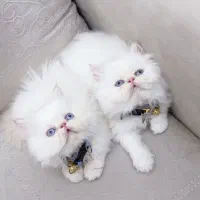 گربه