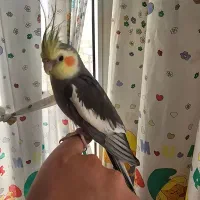 عروس نروماده دستی|پرنده|گرمی, |دیوار