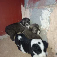 سه تا توله سگ اصیل خراسانی و یکی قدرجونی